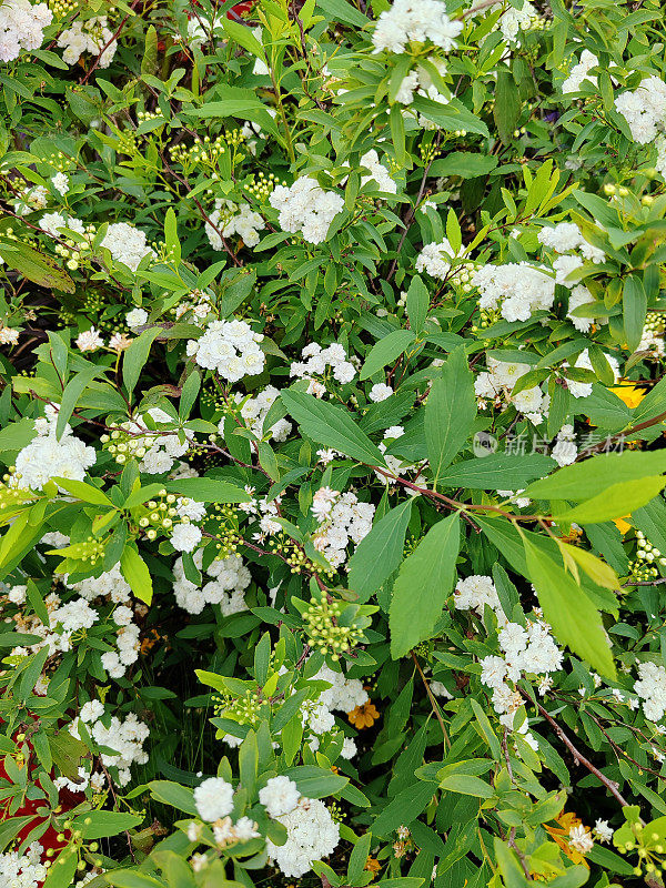 Spiraea cantoniensis